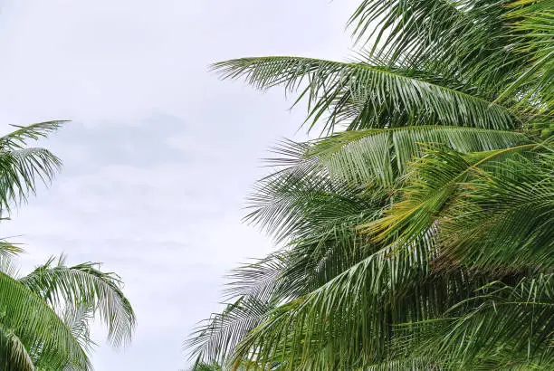 Green Coconut Tree Leaves Against Cloudy Sky