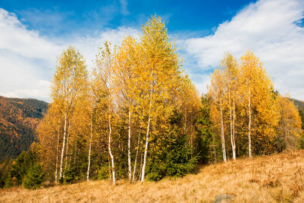istock beautiful autumn landscape in the mountains 1019231760