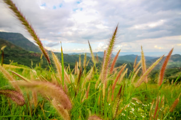 istock Beautiful Mission grass flower close up as a background 1019237400