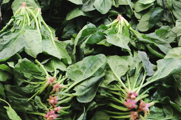Fresh organic Spinach stock photo