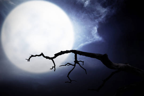 istock Scary night scene with branch, full moon and dark clouds 1019242156