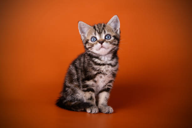 istock American shorthair cat on colored backgrounds 1019247594