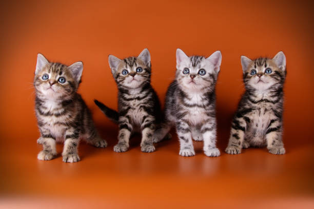 istock American shorthair cat on colored backgrounds 1019247638
