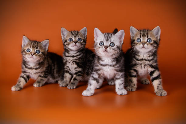 istock American shorthair cat on colored backgrounds 1019247642