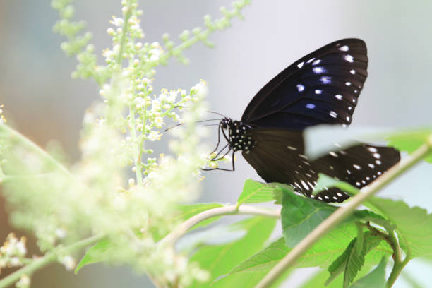 istock butterfly at nature at Tsiu Hang, hk 1019248012