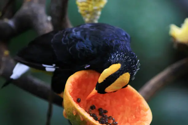 Photo of Yellow faced Myna  perched on a tree branch.