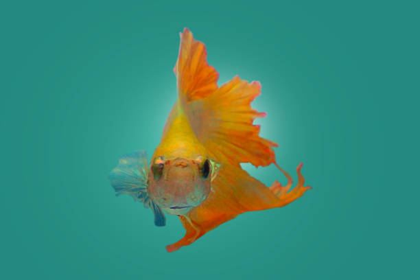 istock Fighting fish Eye on green background 1019255042