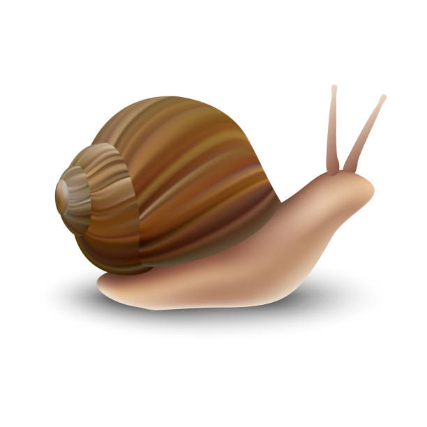 ilustrações de stock, clip art, desenhos animados e ícones de snail mockup, realistic style - snail macro isolated backgrounds