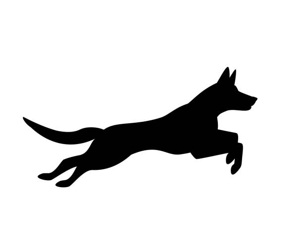 illustrazioni stock, clip art, cartoni animati e icone di tendenza di belga malinois cane saltare in esecuzione silhouette grafica - belgian shepherd