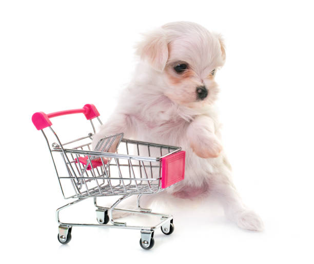 istock puppy maltese dog 1019256584