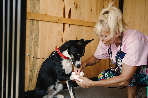 Women veterinarian  examines dog at pet care