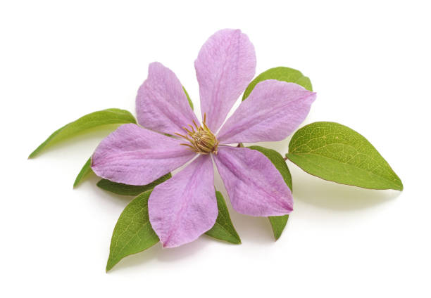 istock One flower of purple clematis. 1019256688