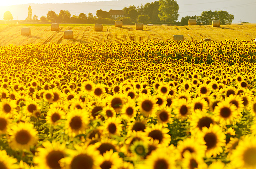 Sunflower Fields at the autumn sunlight.