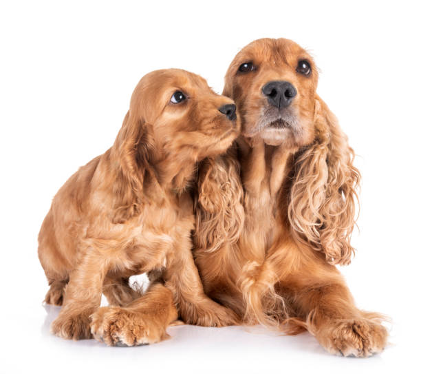 istock puppy cocker spaniel and mother 1019259874
