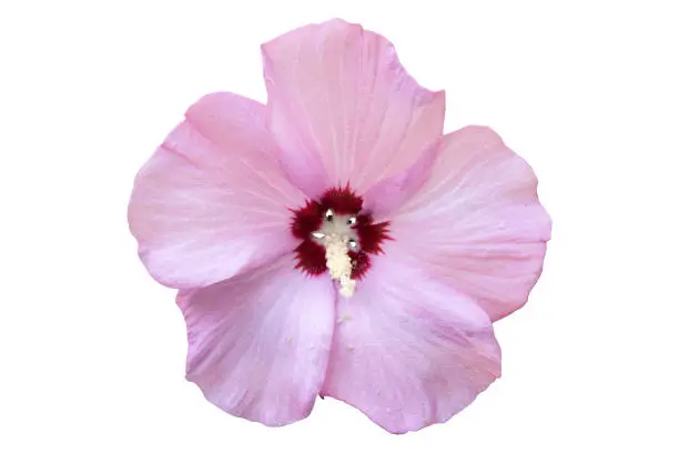 Syrian ketmia blush-pink with deep red centre rose of Sharon 'Hamabo' flower isolated on white.