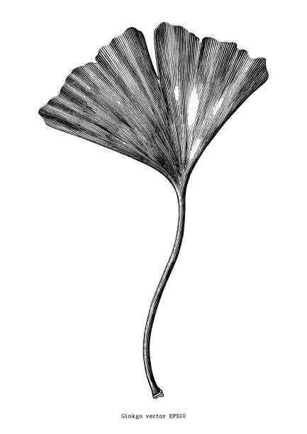 ginkgo blatt hand zeichnen vintage clipart isoliert auf weißem hintergrund - ginkgobaum stock-grafiken, -clipart, -cartoons und -symbole