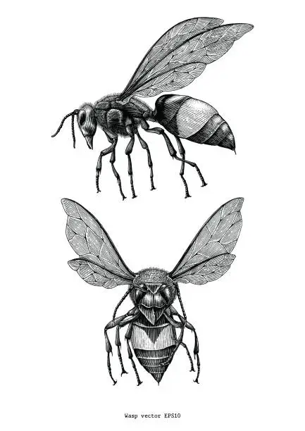 Vector illustration of Wasp hand draw vintage clip art isolated on white background