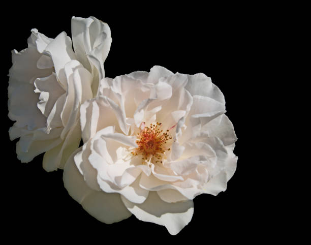 istock Cropped rose with open blossom on black background 1019266712