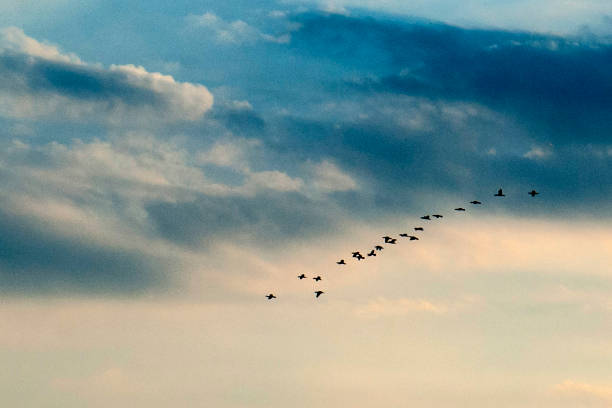 istock Flock of flying 1019270788