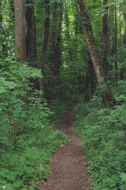 istock Forest path near Schwabisch Hall, Germany 1019271526