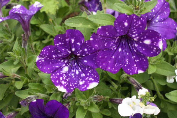 istock Petunia multicolored and spotted  Flowerbed  Flowered garden 1019274154