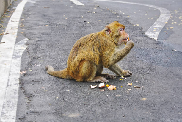 istock Wild Monkey Sitting on the Road Eating Boiled Eggs 1019284642