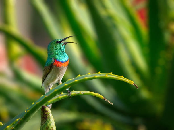 Southern Double-Collared Sunbird (Male) stock photo