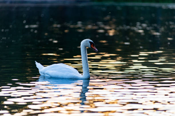istock A swan on a pond in Cologne at dusk 1019286902