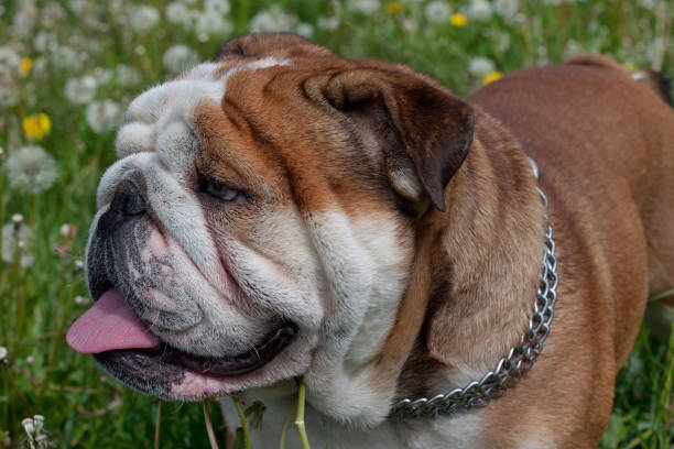 istock Cute english bulldog is standing on a spring meadow. 1019286926