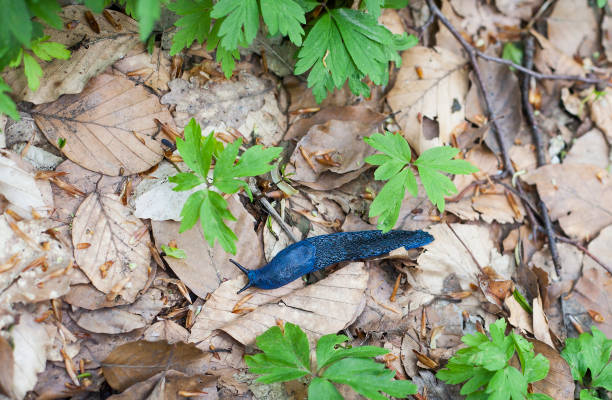Bielzia coerulans blue slug crawls over dry leaves in forest. Carpathian blue snail, top view