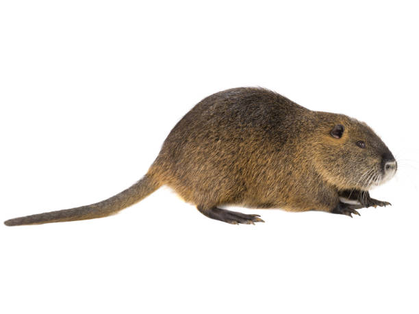 istock Coypu (Myocastor coypus) aka river rat or nutria mammal animal 1019290460