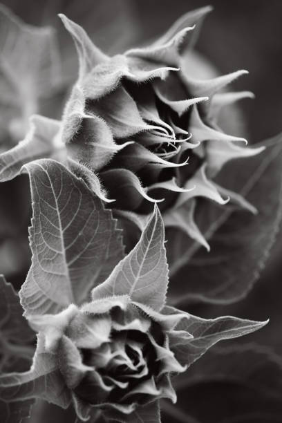 istock Not blooming macro sunflower in monochrome 1019295252