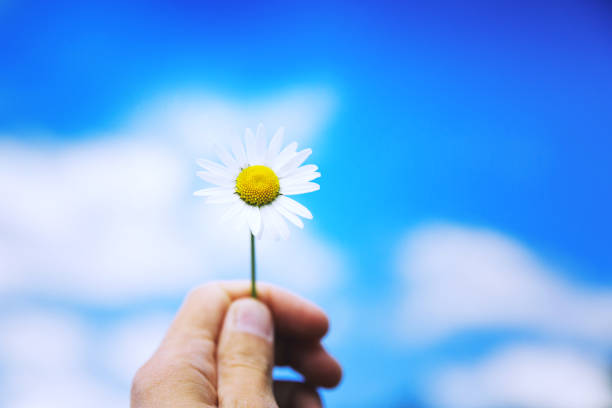 istock Woman's hand holds white chamomile on the blue sky background 1019295374