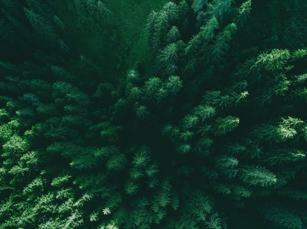 Aerial top view pine forest. Texture of coniferous forest view from above. Aerial top view pine forest. Texture of coniferous forest view from above. Path through the green forest and countryside. Green background nature in Dolomites, Italy, Europe. Picture taken using drone. tyrol state austria stock pictures, royalty-free photos & images