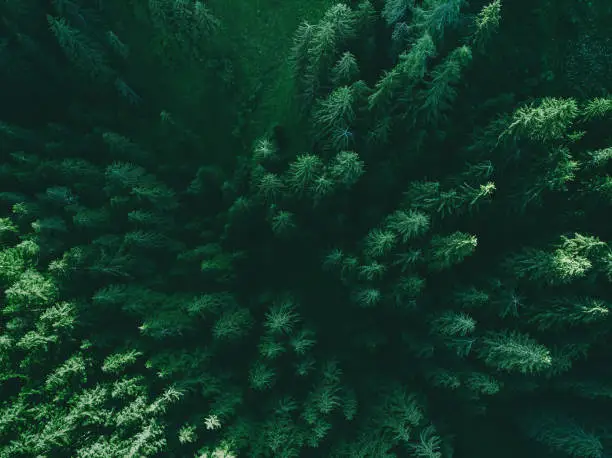 Photo of Aerial top view pine forest. Texture of coniferous forest view from above.