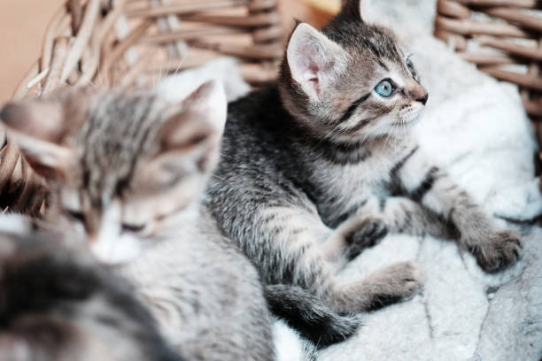 istock Cute kittens looks on the basket 1019296186