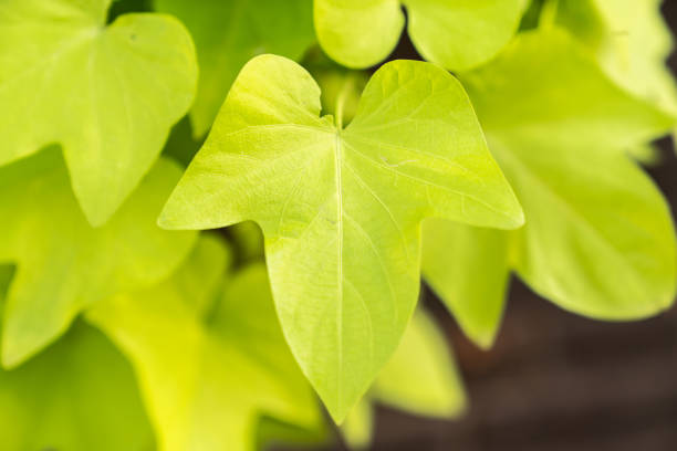 Fresh green leaves feature locally
