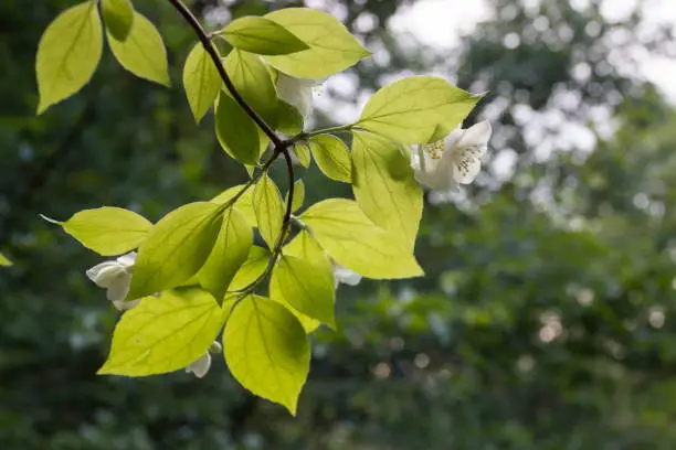 jasmine flower , jasmone tree