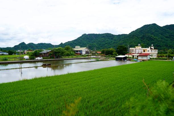 istock Rice paddy field in Taiwan 1019305790