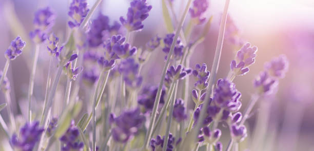 istock Blossoming Lavender flowers background 1019306286