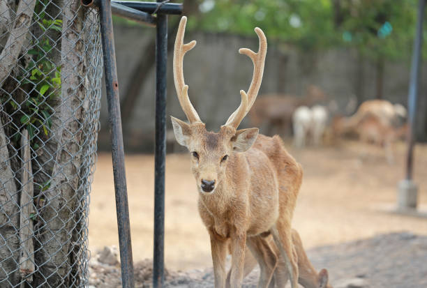 istock Close-up Eld's deer in the zoo. 1019306942