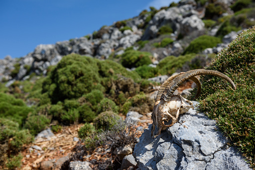 The scull of a wild animal on the rock in the rough terrain. Kalymnos, Greece