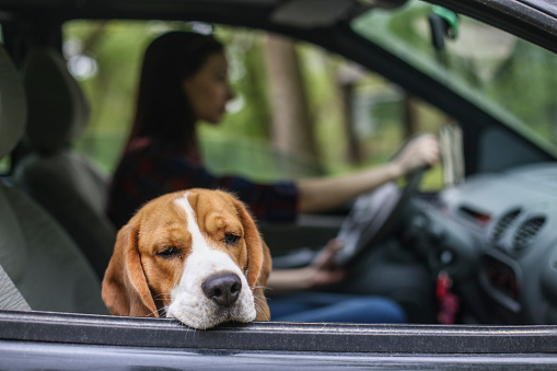 Young woman driving her Beagle dog in a car.