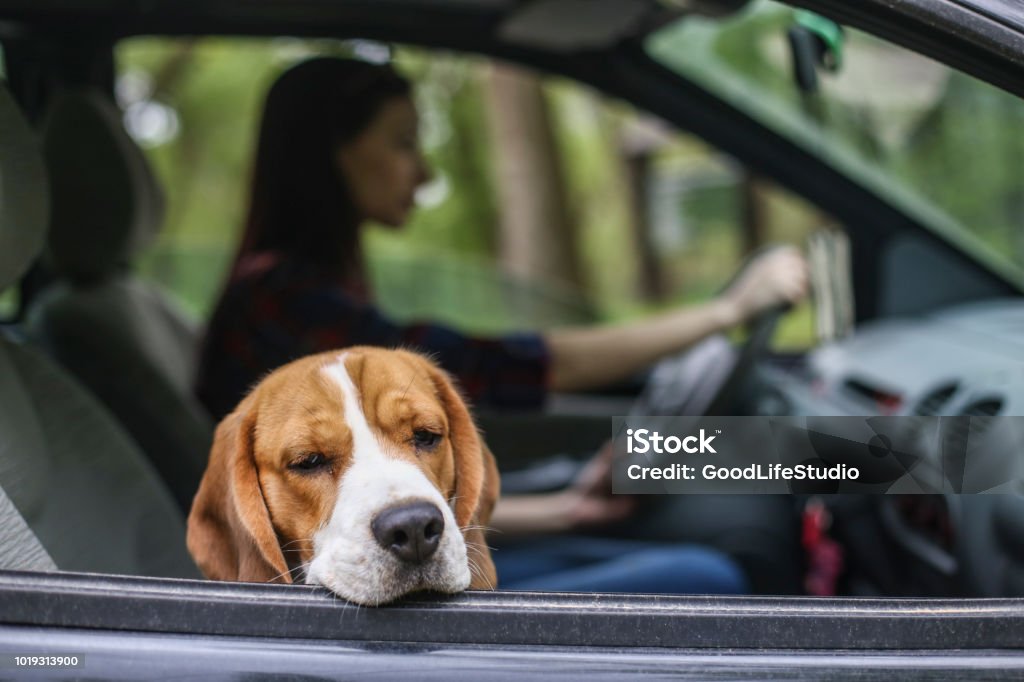 Motion sickness Young woman driving her Beagle dog in a car. Dog Stock Photo