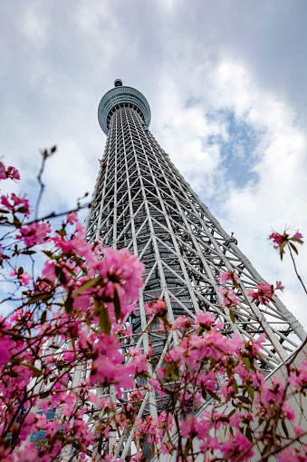tokyo skytree with cherry blossom in japan.