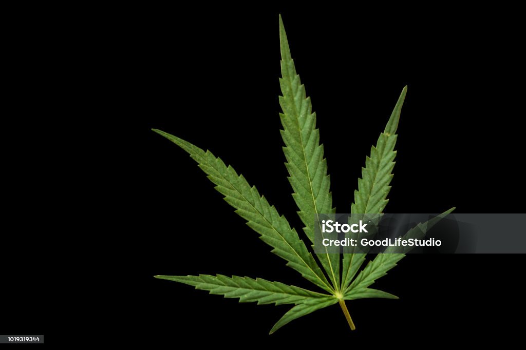 Marijuana Close-up of a Cannabis plant or Marijuana, used as herbal medicine or popular drug isolated on black background. Cannabis Plant Stock Photo