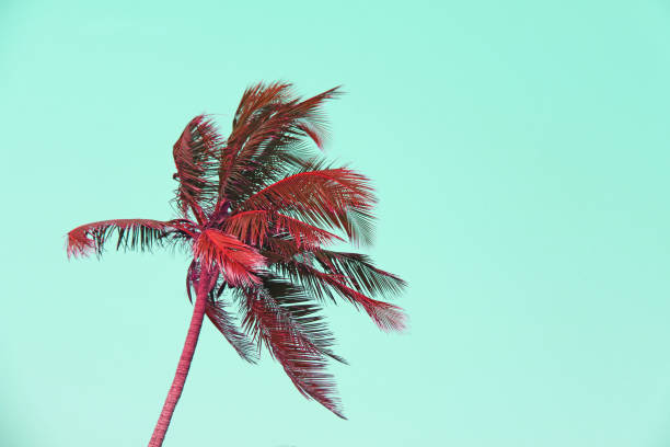 red palmeiras silhuetas contra pastel pôr do sol em um céu de luz verde. silhuetas de palmeiras contra um fundo de céu tonificado. design com espaço de cópia. design e paisagem surrealista - venice califórnia - fotografias e filmes do acervo