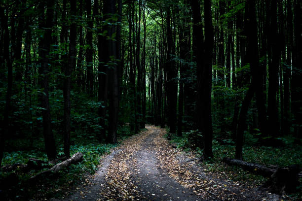 istock dark moody misty heavy forest path with many trees 1019335690