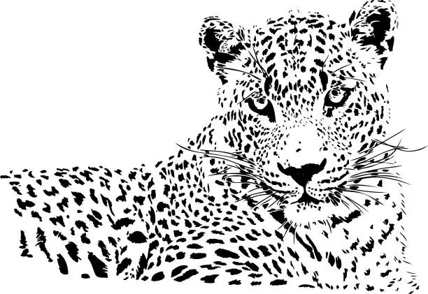 Vector illustration of Leopard portrait in black and white
