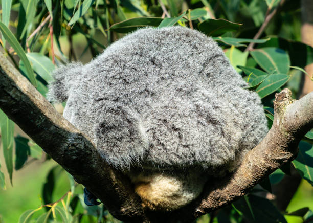istock Sleeping cute furbag koala bear in a tree 1019339112